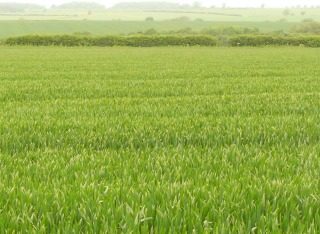 Barley image credit Syngenta