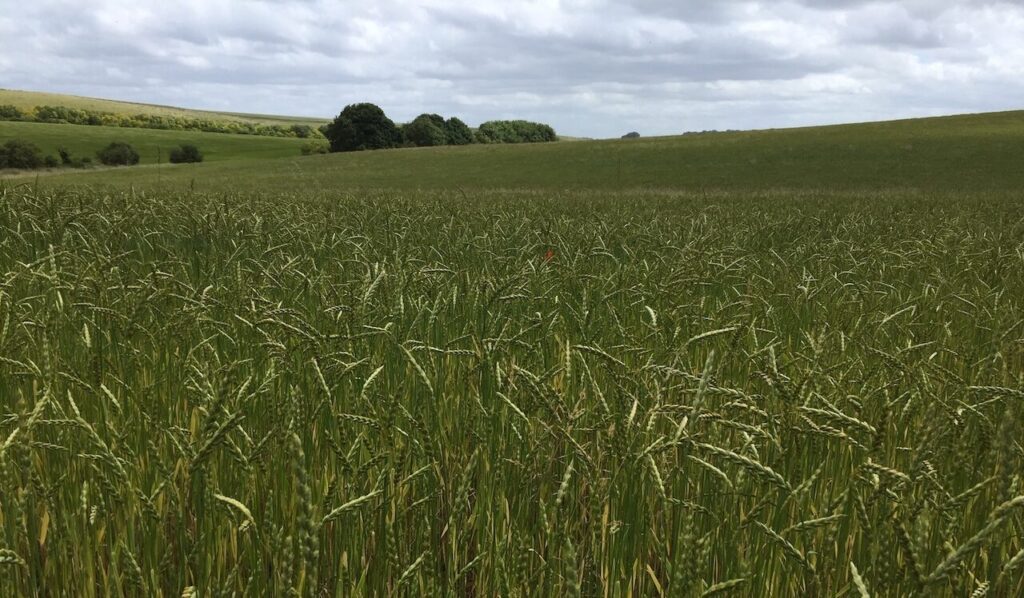 New winter spelt variety delivers high untreated yields