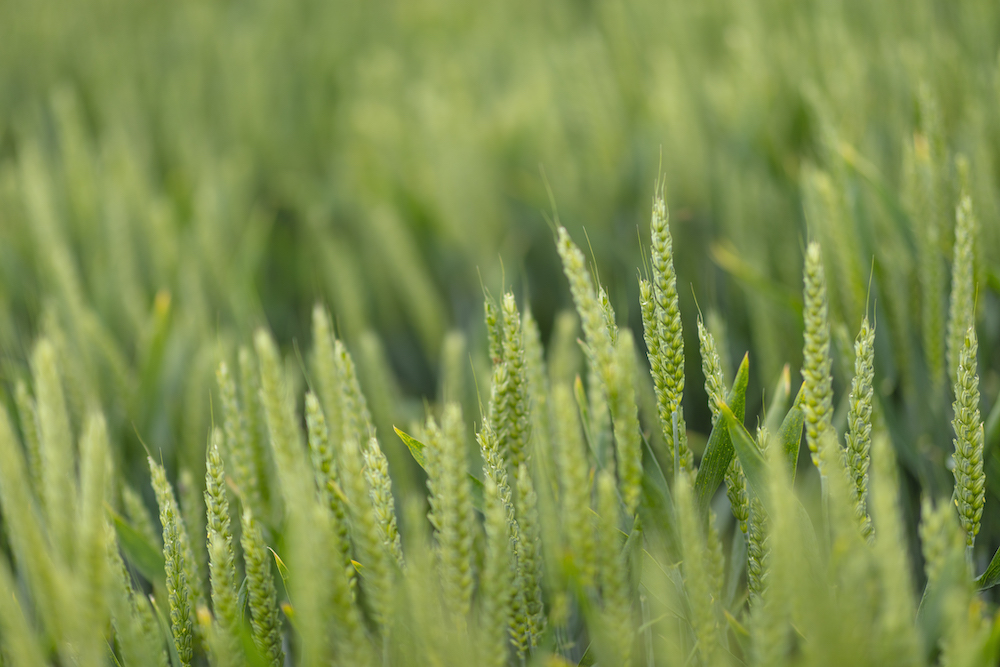 Close up shot of Pexesco spring wheat in a field