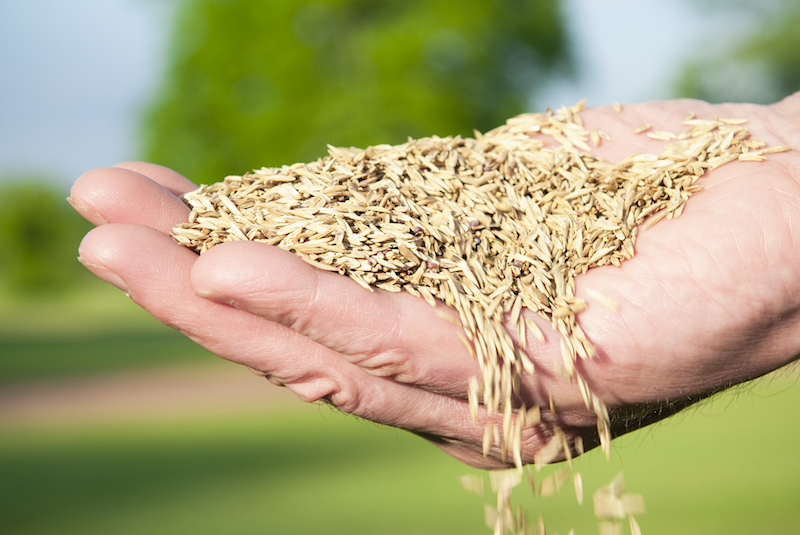 Grass seed shortages: Order early for strongest varieties