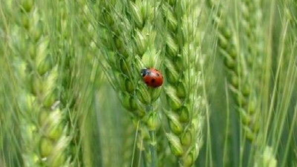 Edelman Wheat