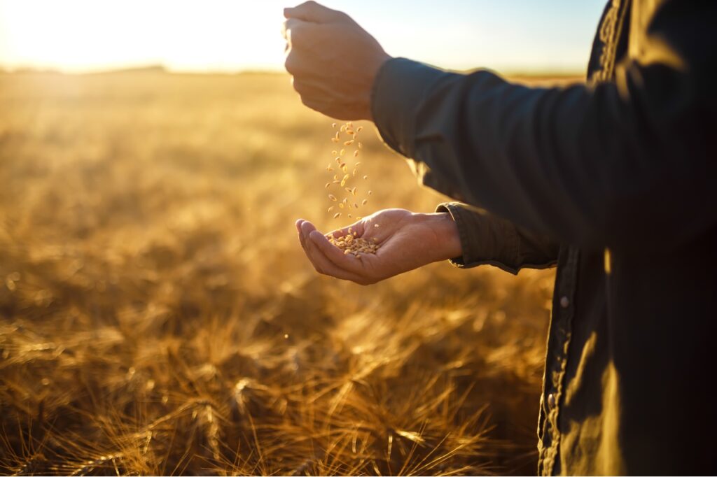 New wheat blends launched: Stepping back to move forward