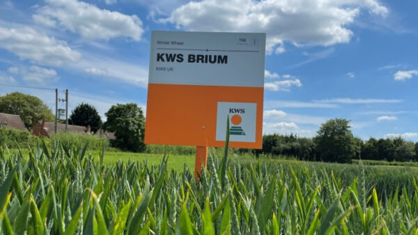 KWS-Brium-600x337