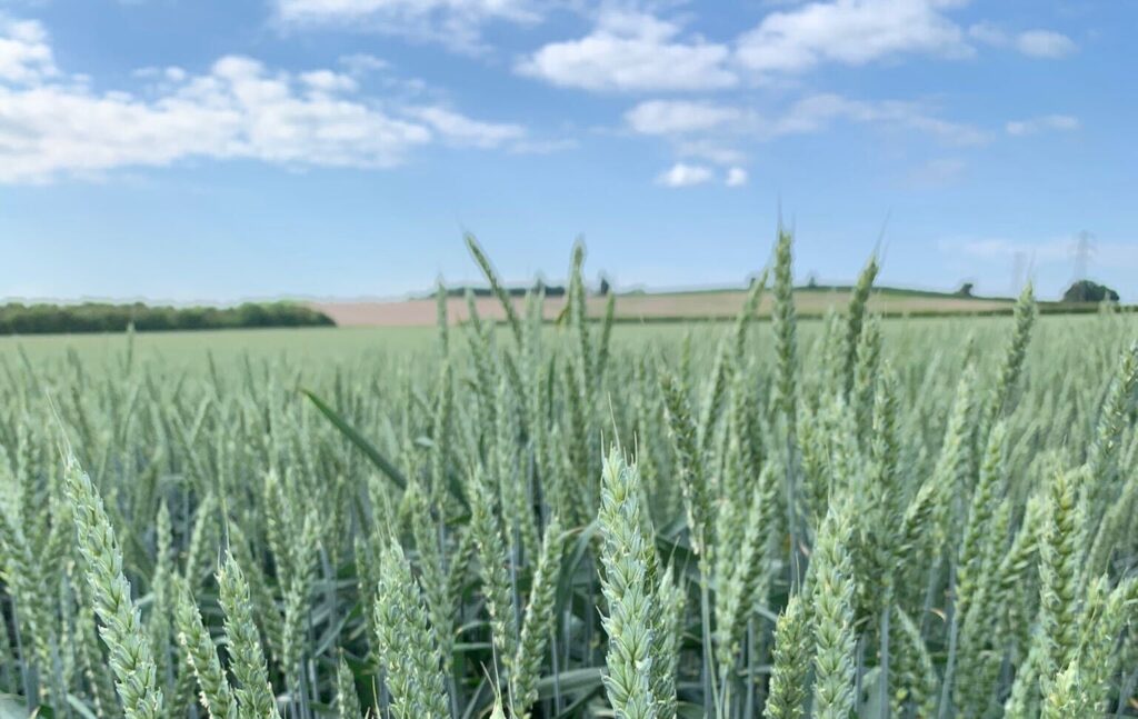 Increased area predicted for low-risk winter wheat with inherently high protein