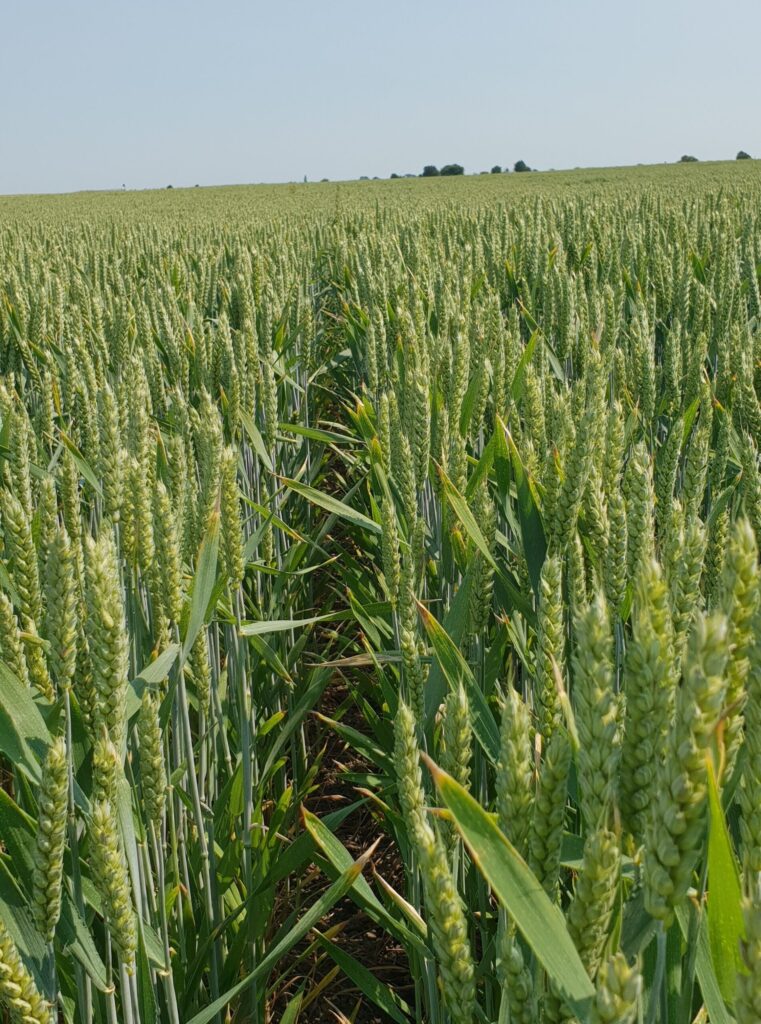 NEW: Introducing RGT Saki feed wheat