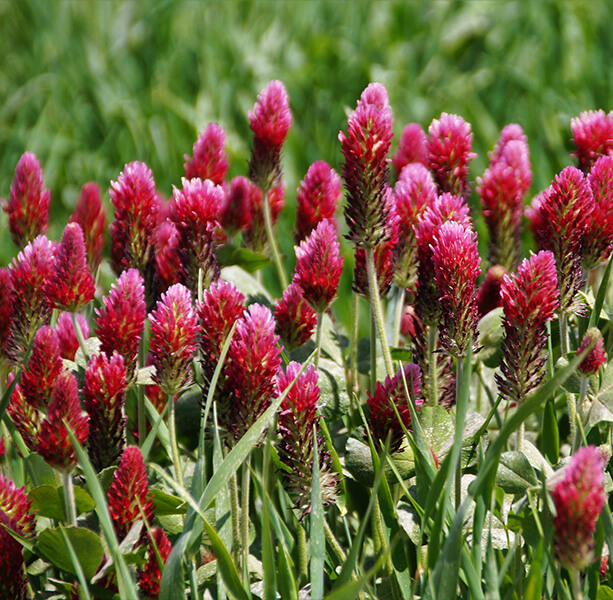Red clover flowers up close