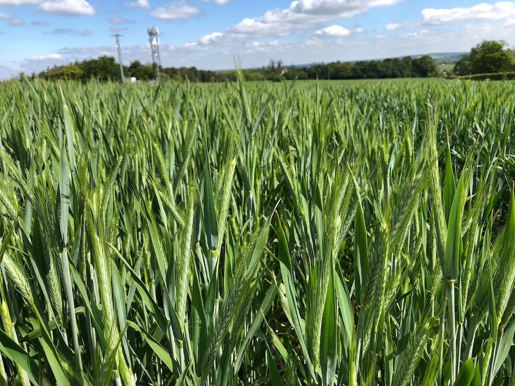 Triticale "saved" Wiltshire farmer this year