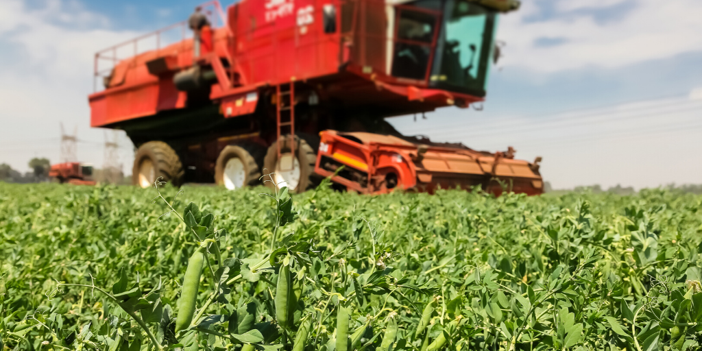 Are you putting enough peas into your arable silage mixture?