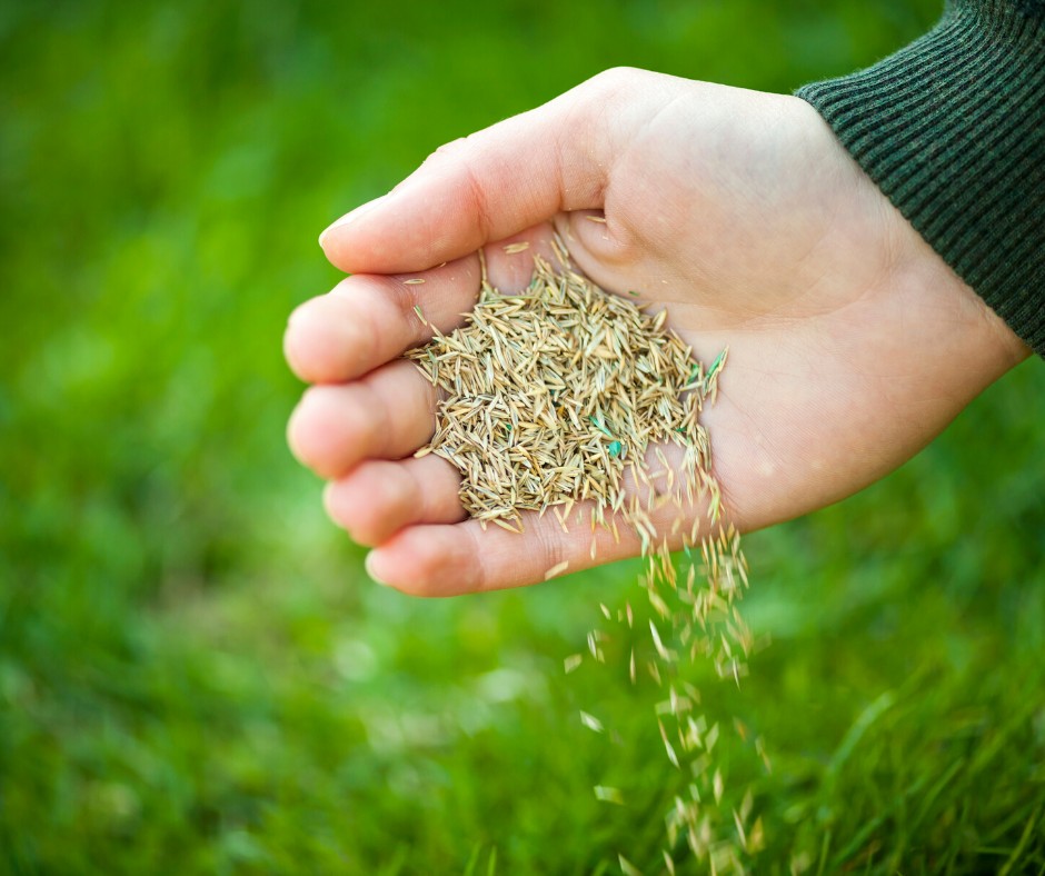 organic seed growers|Simon Travers discusses organic grass seed shortages