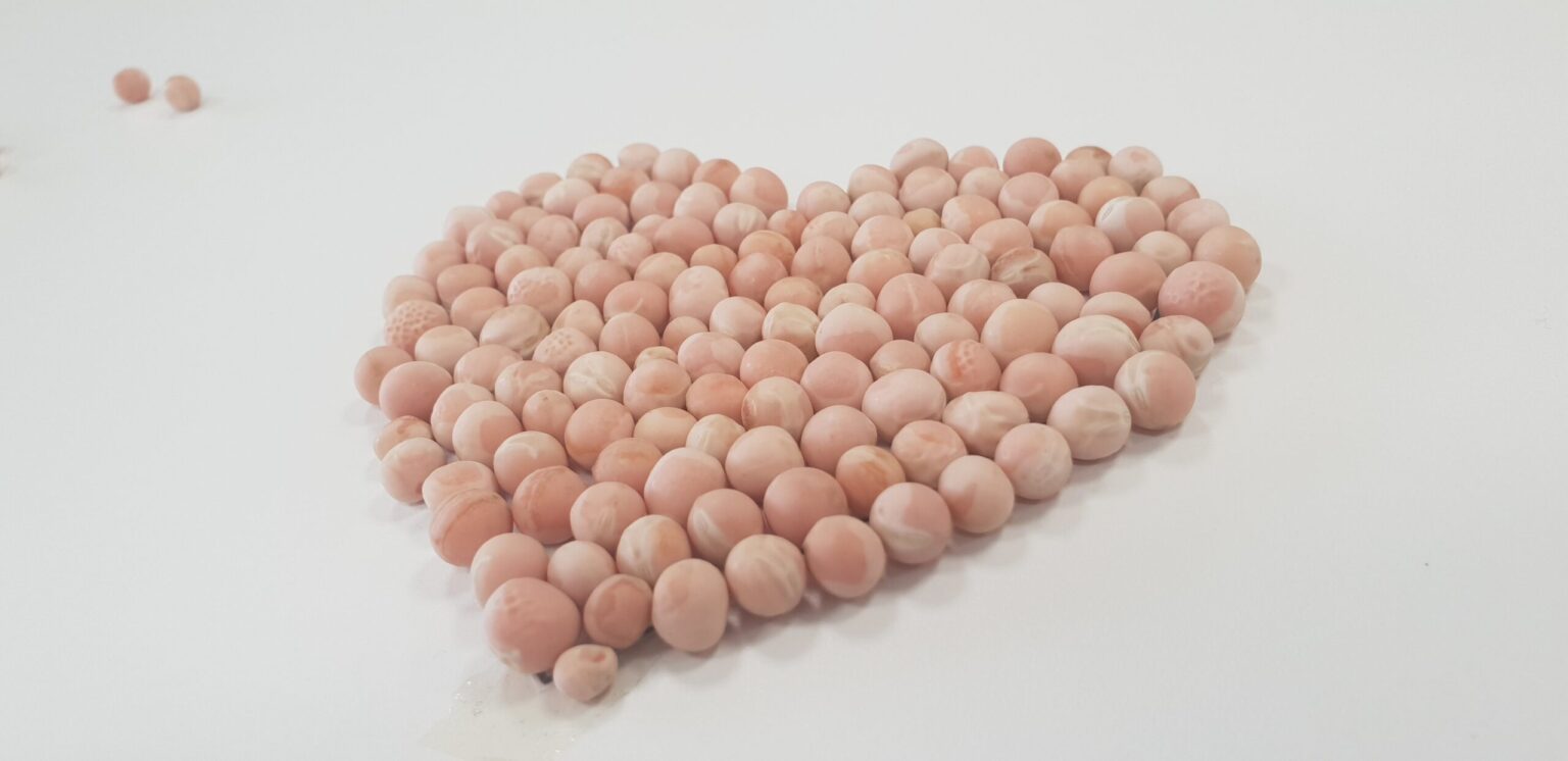 Flamingo Pink Peas in heart shape|Close up picture of Flamingo pink peas