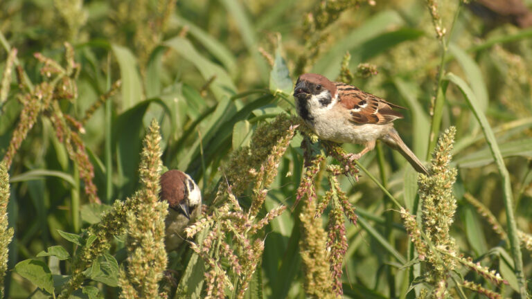 Sparrows eat grass seeds on a summer sunny day outdoors closeup