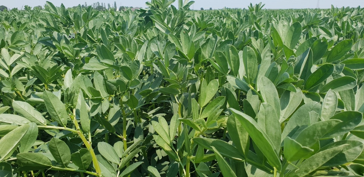Beans - Organic & Conventional | Cope Seeds & Grain