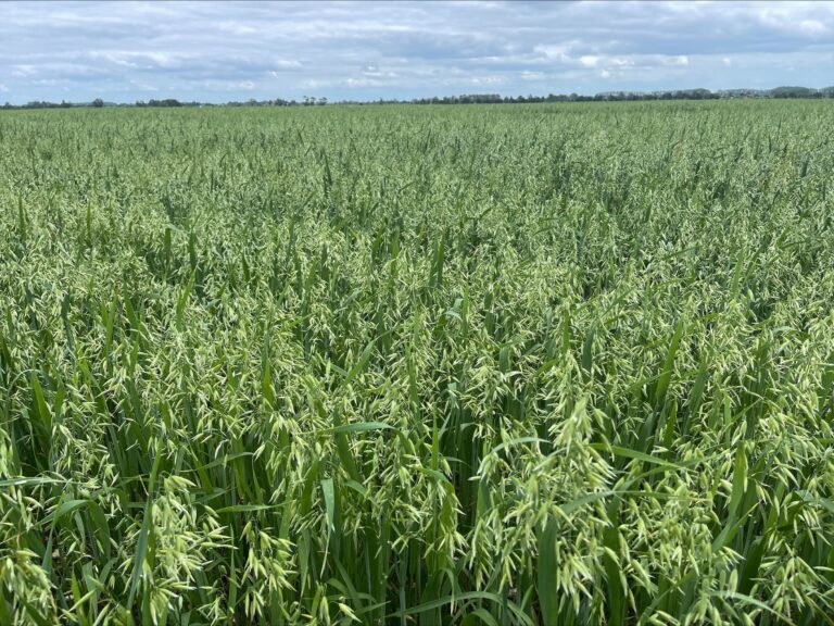 Merlin spring oats