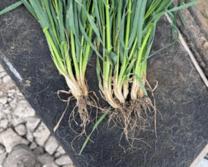 Treated Vs Untreated Winter Barley YEN Crop Early Pictures
