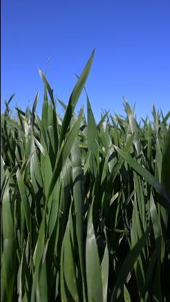 chessum-winter-wheat